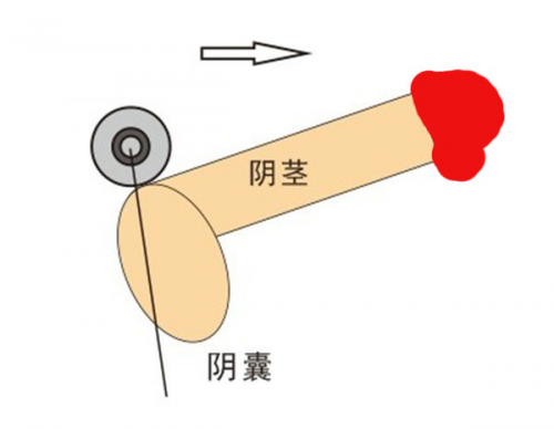 Ролик для увеличения пениса. photo 1